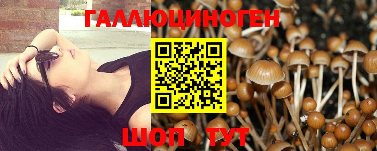 Томск  Галлюциногенные грибы прущие грибы  Псилоцибиновые грибы Psilocybe  Вход с VPN 